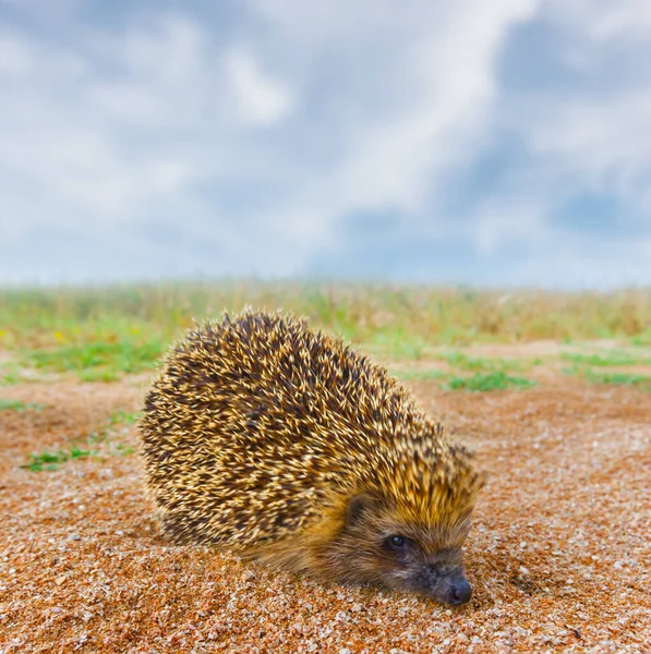 Closeup Little Hedgehog Sit Green Grass — Stock Photo, Image