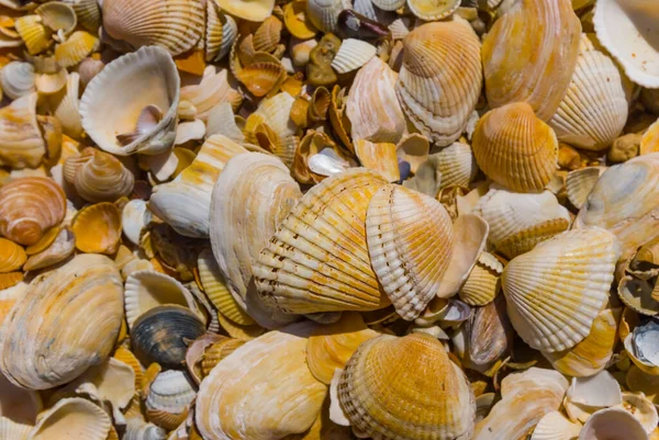 Nahaufnahme Haufen Leerer Meeresmuscheln Sandstrand Meeresstrand Hintergrund — Stockfoto