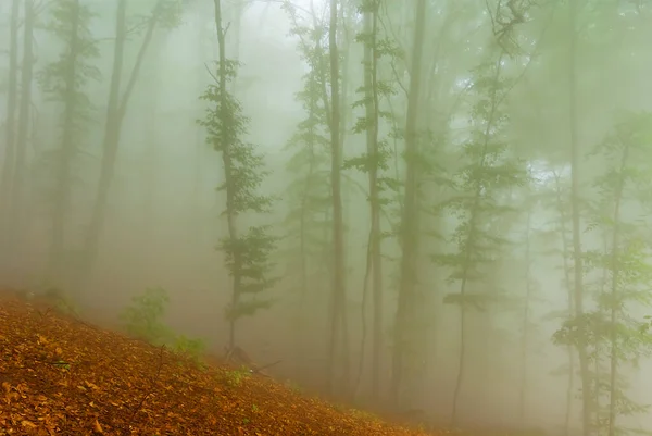 Ομιχλώδες Δάσος Στην Πλαγιά Του Βουνού — Φωτογραφία Αρχείου