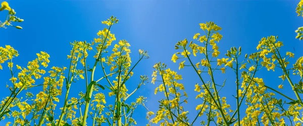 Closeup Yellow Rape Flowers Blue Sky Background — Stock Photo, Image
