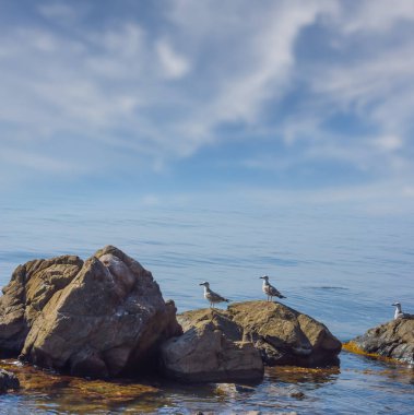 Yakın deniz martı sürüsü deniz kıyısındaki büyük kayaların üzerinde oturuyor.