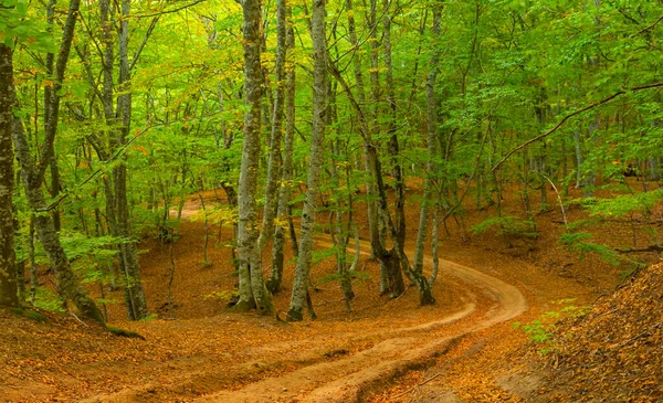 Грунтовая Дорога Через Горный Лес Покрытая Красными Сухими Листьями — стоковое фото
