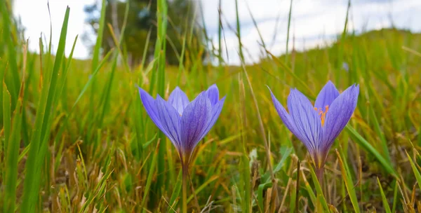 緑の草の中の紫色の花を閉じて — ストック写真
