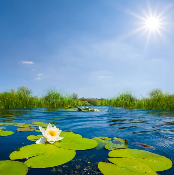 Closeup White Water Lily Summer River Seasonal Outdoor Water Landscape — Stock Photo, Image