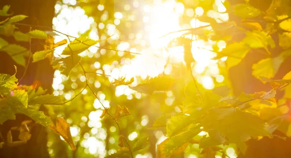 輝く太陽の光に照らされた木々の枝夕方の日当たりの良い森 — ストック写真