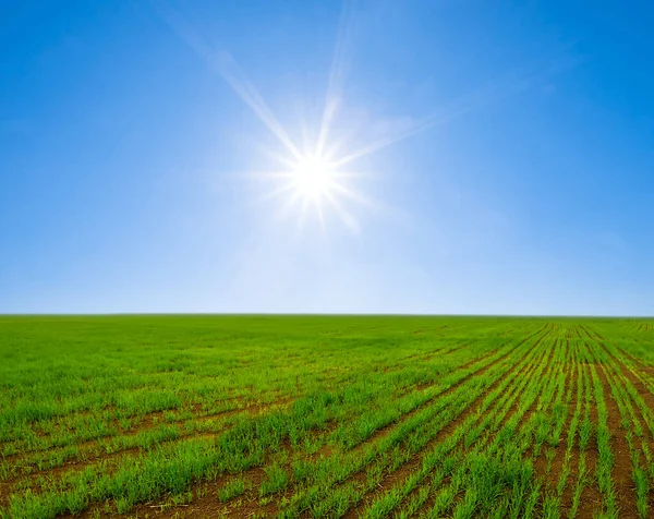 green rural field under a sparkle sun, summer agricultural scene