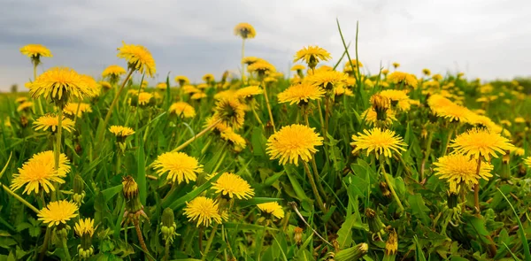 Closeup Dandelion Flowers Green Grass Summer Fields Scene — Stock Photo, Image