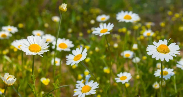 Крупный План Белый Ромашка Цветы Ингредиент Трава — стоковое фото