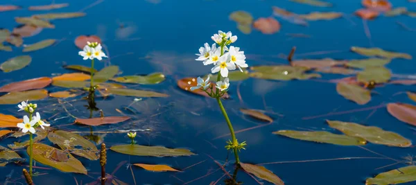 Närbild Vattenväxt Blom Vita Blommor Vattnet — Stockfoto