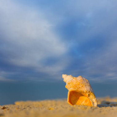 Kapalı deniz kabuğu kumlu deniz sahilinde uzanıyor.
