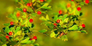 Hawthorn şubesini olgun meyvelerle kapatın.