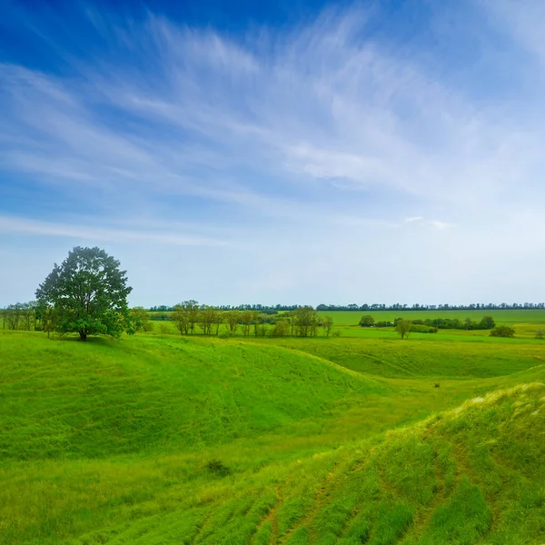 Одинокое Дерево Среди Зеленых Травяных Холмов Летний Пейзаж — стоковое фото