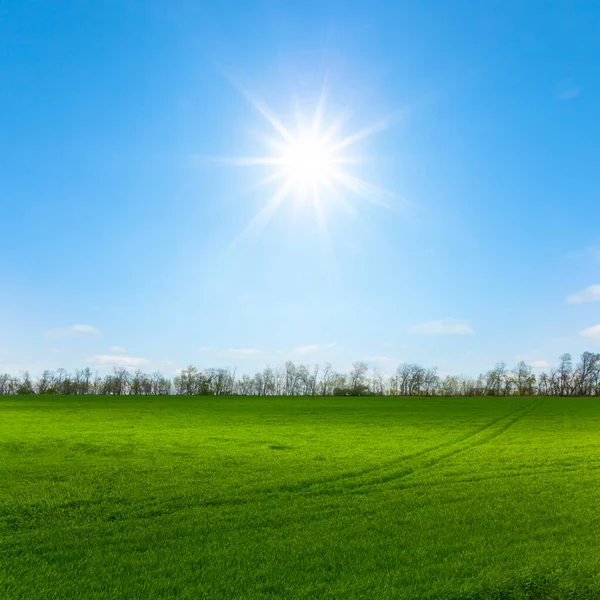 Güneşli Bir Günde Yeşil Tarlalar Yaz Tarım Arazileri — Stok fotoğraf