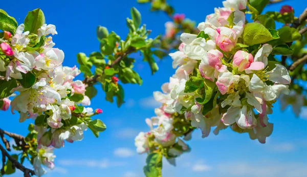 Closeup Apple Tree Branch Blossom Blue Sky Background — ストック写真