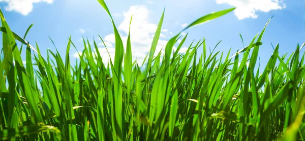 Detailní Zelené Výhonky Pozadí Modré Oblohy Letní Zemědělská Scéna — Stock fotografie