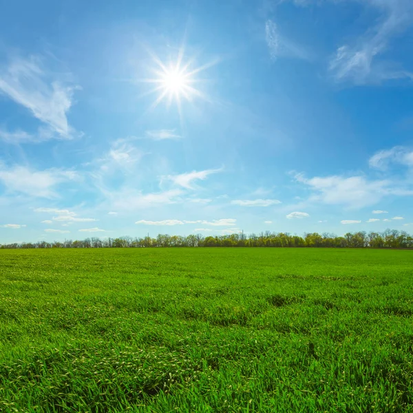 Zelená Pole Slunečného Dne Letní Zemědělská Krajina — Stock fotografie