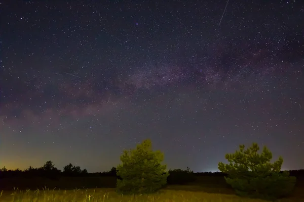 Nacht Prairie Met Dennenboom Onder Sterrenhemel Nacht Buiten Landschap — Stockfoto
