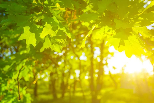 Closeup Πράσινο Κλαδί Βελανιδιάς Στο Φως Της Λάμψης Ήλιο — Φωτογραφία Αρχείου