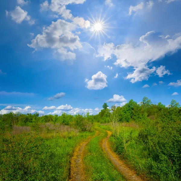 Ground Road Green Forest Glade Summer Sunny Day — Stock Photo, Image