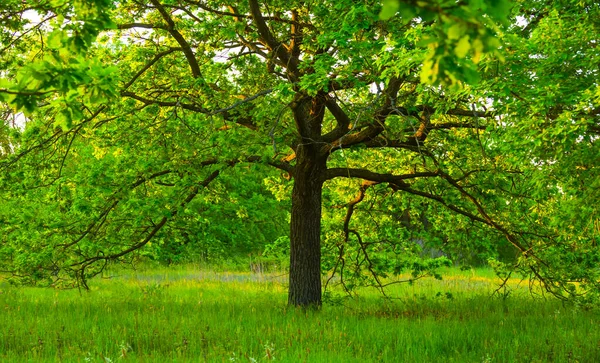 Sam Dąb Zielony Wśród Lasu Polana Lato Naturalne Tło — Zdjęcie stockowe