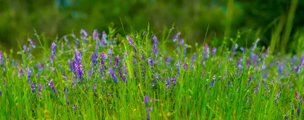 野生の花で囲まれた森のグレード — ストック写真