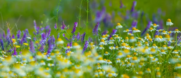 Ormanın Ormanı Yabani Çiçeklerle Kaplıdır — Stok fotoğraf
