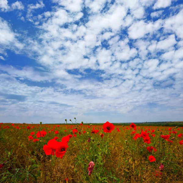 Summer Prairie Red Poppy Flowers Cloudy Sky — Stock Photo, Image