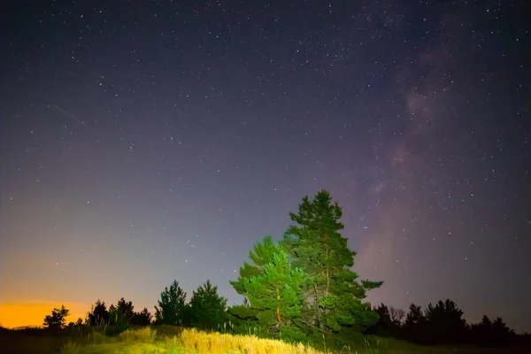 Prairie Nocturne Avec Pin Sous Ciel Étoilé Paysage Nocturne Extérieur — Photo