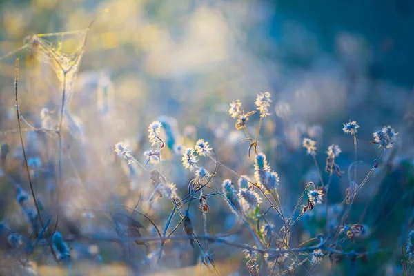 Zbliżenie Szerokie Kwiaty Krzak Świetle Wieczornego Słońca Piękne Lato Odkryty — Zdjęcie stockowe