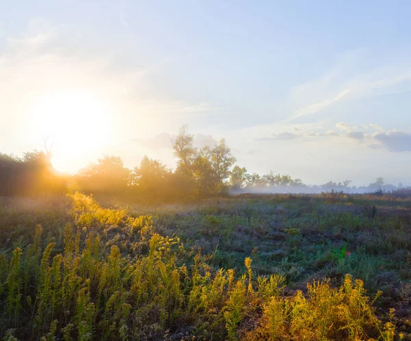 Літній Ліс Сході Сонця Ранковий Природний Ландшафт — стокове фото