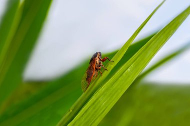 Büyük ağustos böceği yeşil yaprağın üzerine oturur.