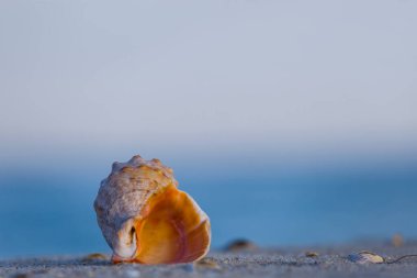 Kapalı deniz kabuğu kumlu deniz sahilinde uzanıyor.