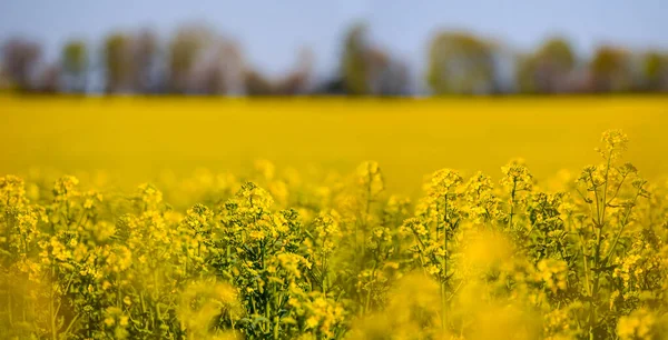 Closeup Yelow Rape Field Summer Day Summer Agricultural Scene — Stock Photo, Image
