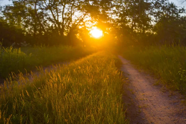 Крупним Планом Перша Дорога Лісі Заході Сонця Літня Сільська Місцевість — стокове фото