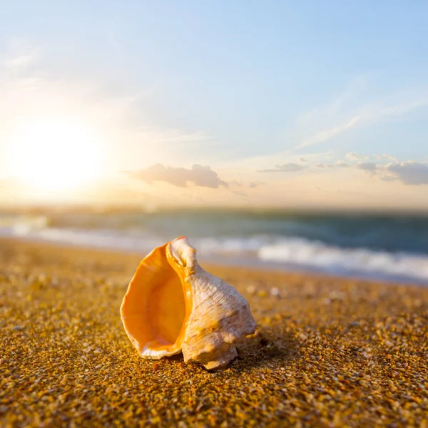 Closeup Empty Marine Shell Lie Sandy Sea Beach Sunset — Stock Photo, Image