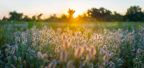 Letnia Polanka Leśna Kwiatami Zachodzie Słońca — Zdjęcie stockowe
