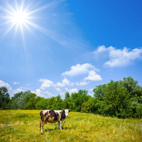 Sam Krowa Pobyt Zielonej Polanie Lasu Letni Słoneczny Dzień — Zdjęcie stockowe