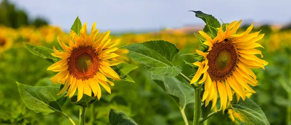 Closeup Pair Sunflower Flowers Field — Stock Photo, Image