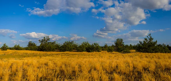 夏の日に乾燥した草で覆われた夏の草原 — ストック写真