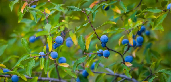 Closeup Thorn Bush Branch Ripen Berries — Stock Photo, Image