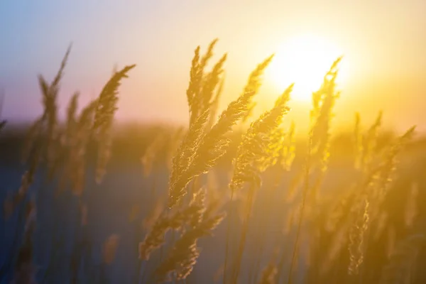 Крупный План Травы Прерий Свете Вечернего Солнца Фоне Летнего Заката — стоковое фото