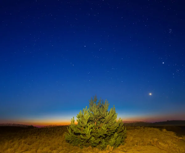Ensam Tall Träd Stjärnklar Himmel Natt Utomhus Scen — Stockfoto