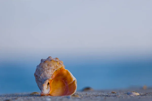 Крупный План Пустой Морской Раковины Лежат Песчаном Морском Пляже — стоковое фото