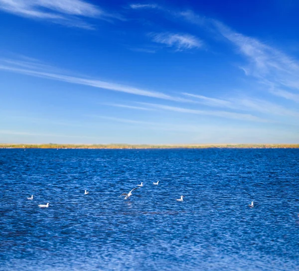 Calma Baia Mare Con Gabbiani Acqua Durante Giornata Estiva — Foto Stock