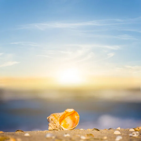 空の貝殻が夕日の砂浜に横たわっています — ストック写真