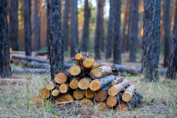 Montão Tronco Árvore Uma Clareira Florestal — Fotografia de Stock