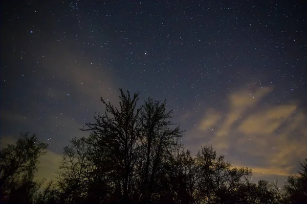 Silueta Del Bosque Bajo Cielo Estrellado Noche Aire Libre Paisaje — Foto de Stock
