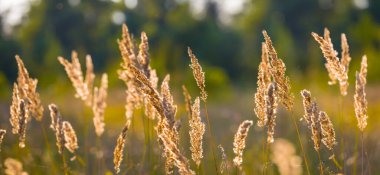 Çayırdaki yabani otlar, doğa manzarası.
