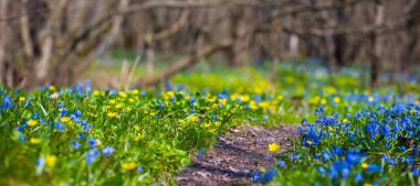 Orman boyunca toprak yol güzel çiçeklerle dolu.