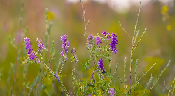 草原で野生の花を閉じ夏の自然背景 — ストック写真